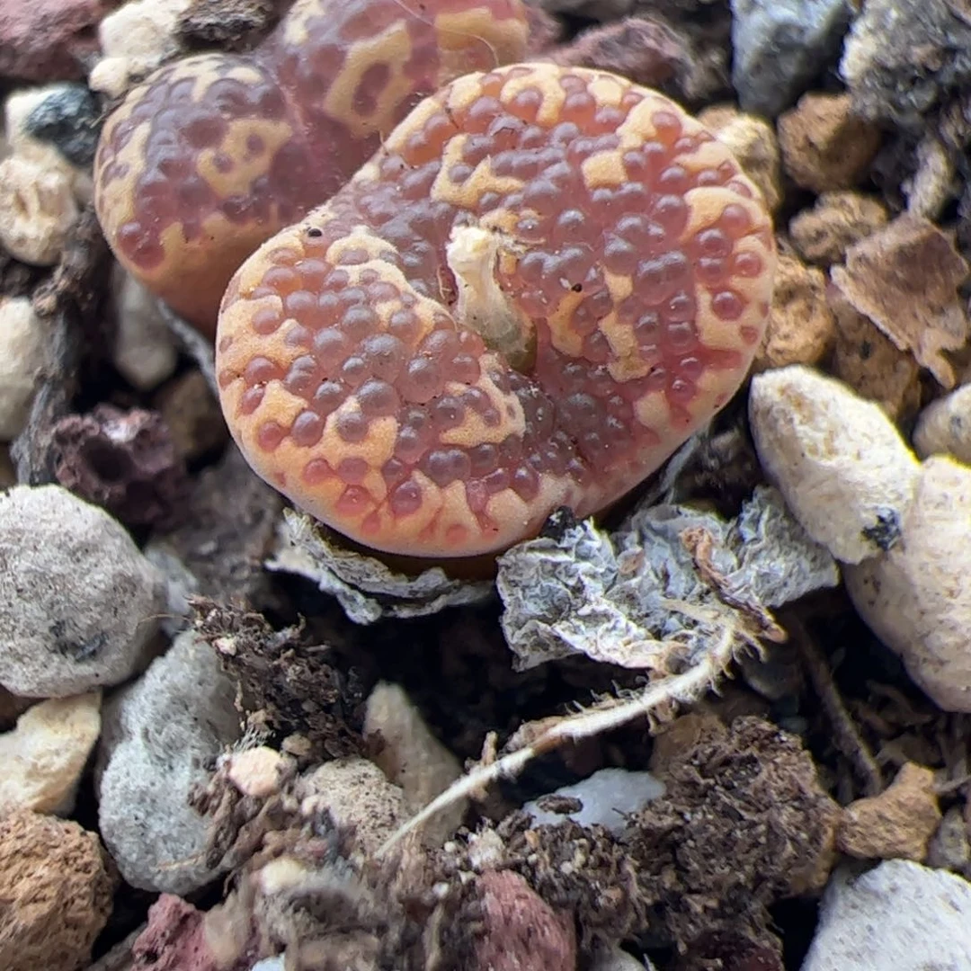 090号 泡泡 多肉植物