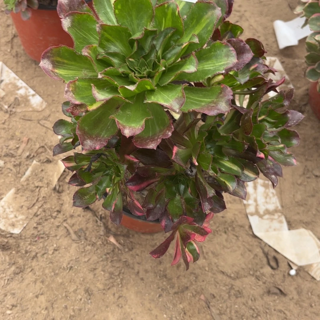 M. 322魅影七彩多肉12223