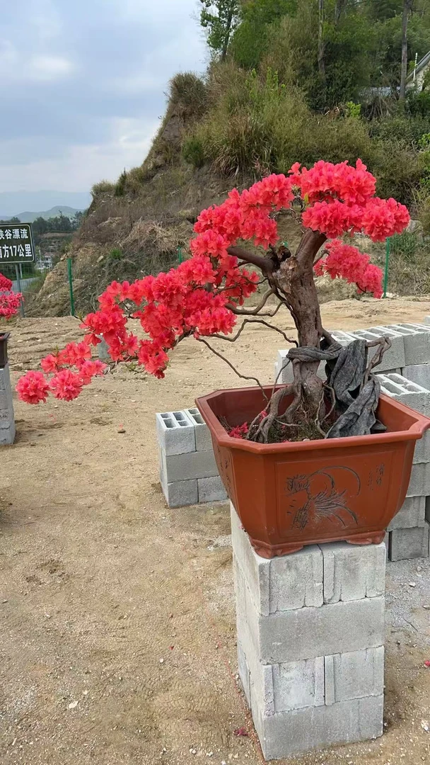 映山红盆景（茶桩园艺直播自选）老桩