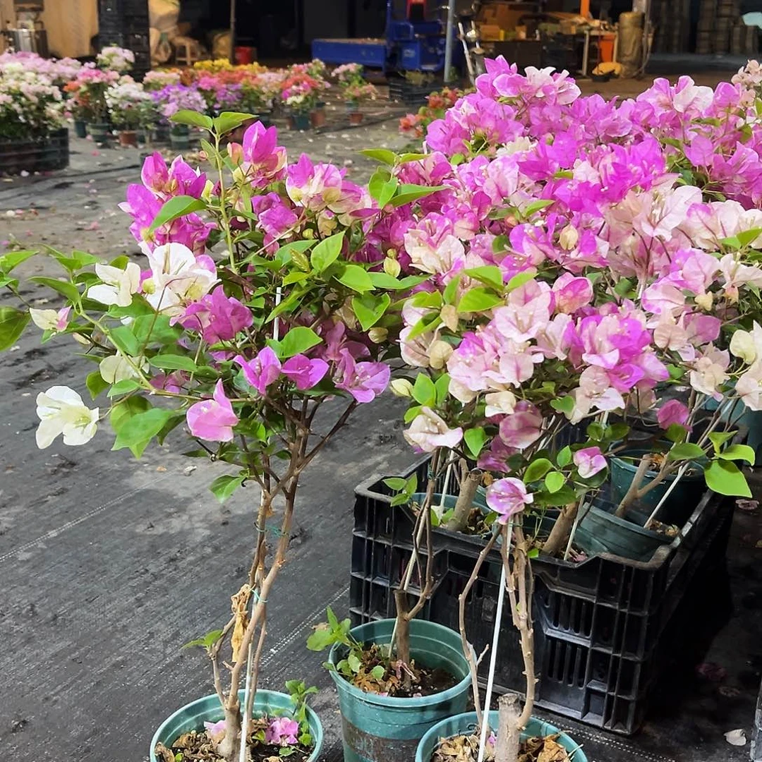 大部分花苞少量开放章红英带竹一颗