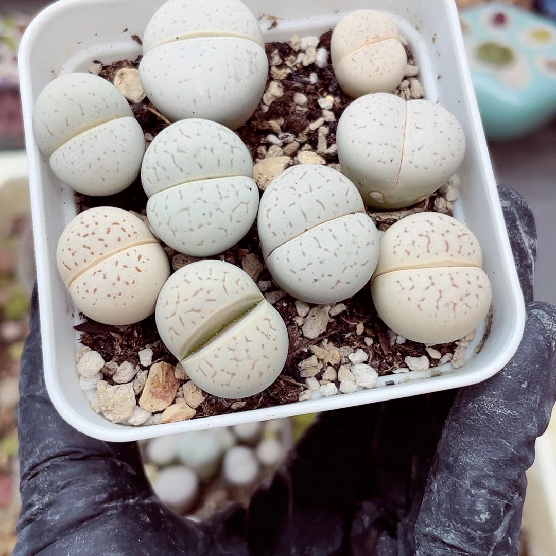 生石花满18包邮0916-57