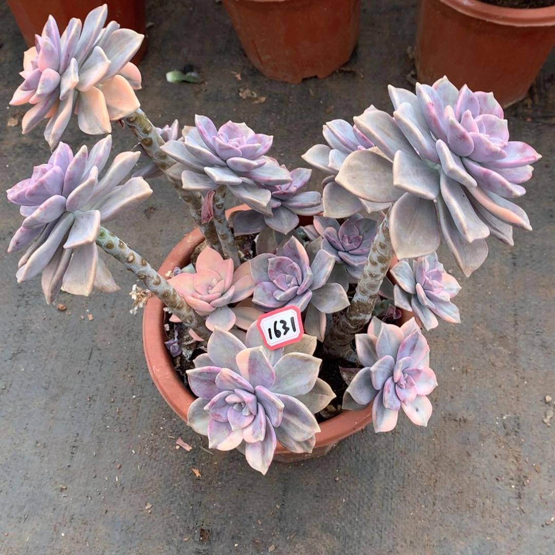 玲*宝紫乐锦1631晓晓一物一拍