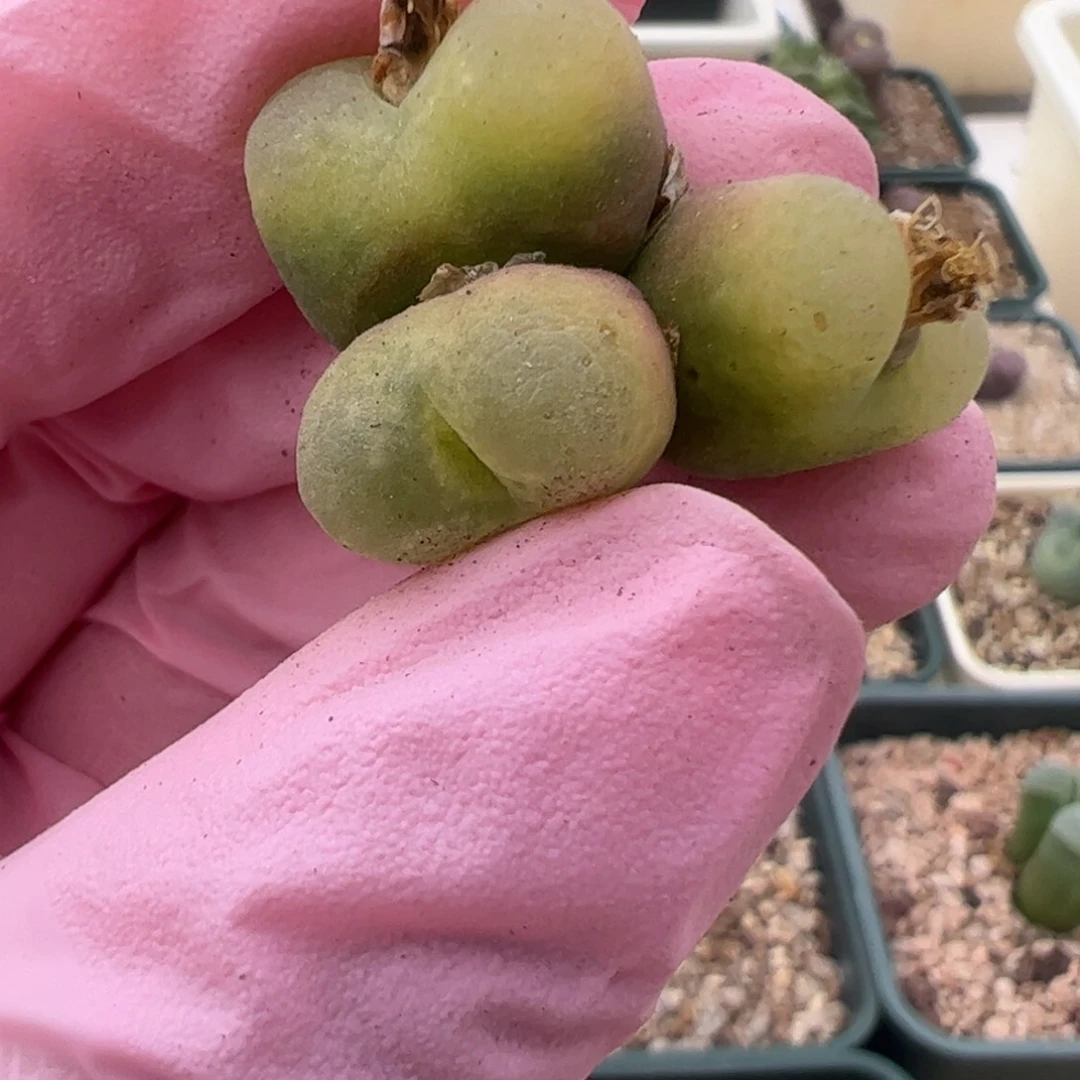 543 好看的多肉冲冲冲q