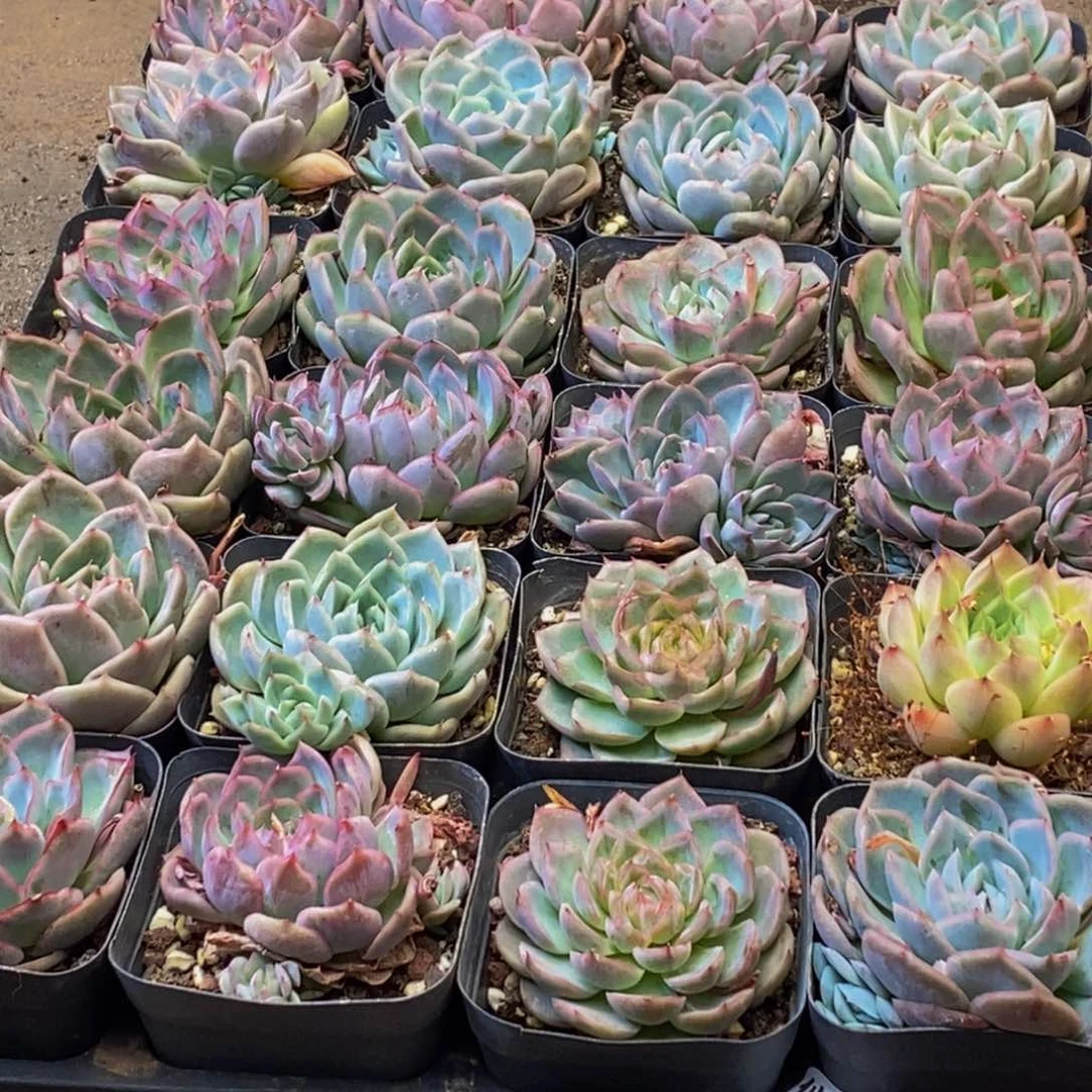 907的人在一起的时候就会