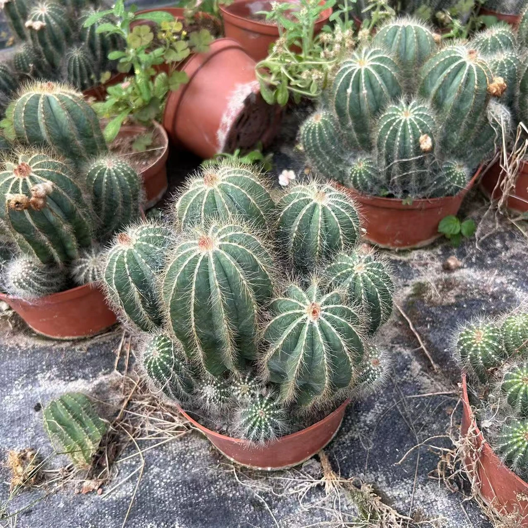 大银冠  仙人球夏型种绿植盆栽桌面阳台办公室摆件