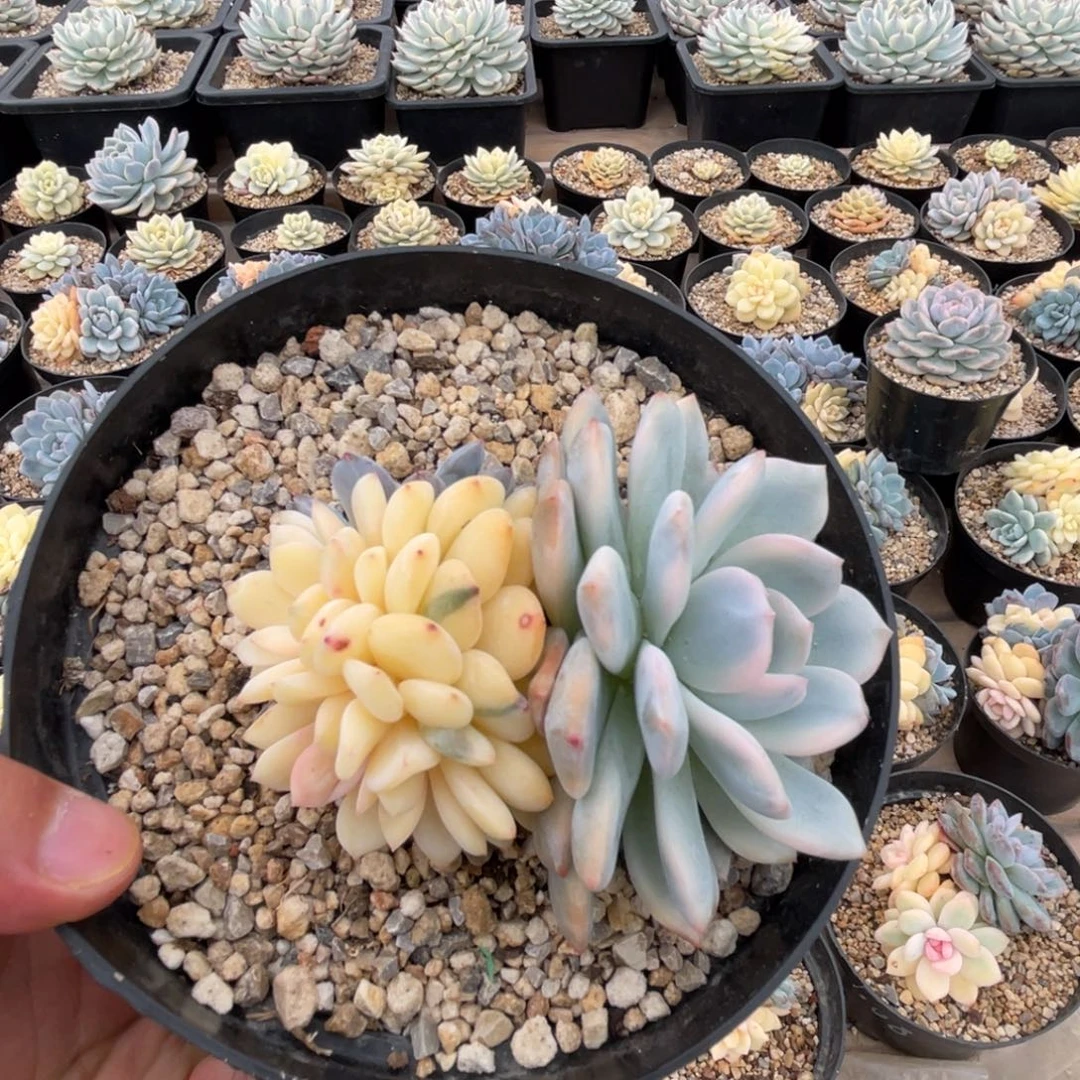 一物一拍不支持退换