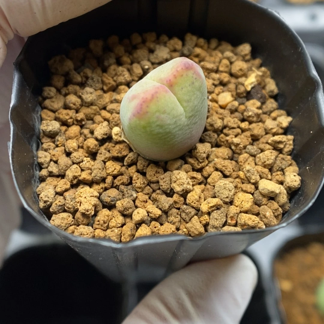 多肉植物肉锥杂交K-3843 三岔纹