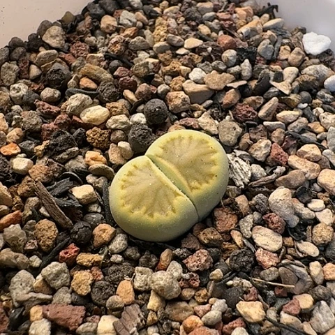 3122，绿菊菊花纹母本带盆土发货