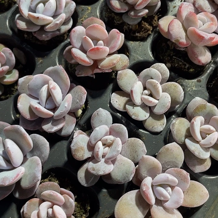 小雪莲1元带土发