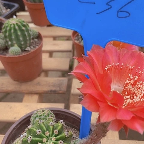 无***你仙人掌彩草有伤无售后一36摘花脱土发货