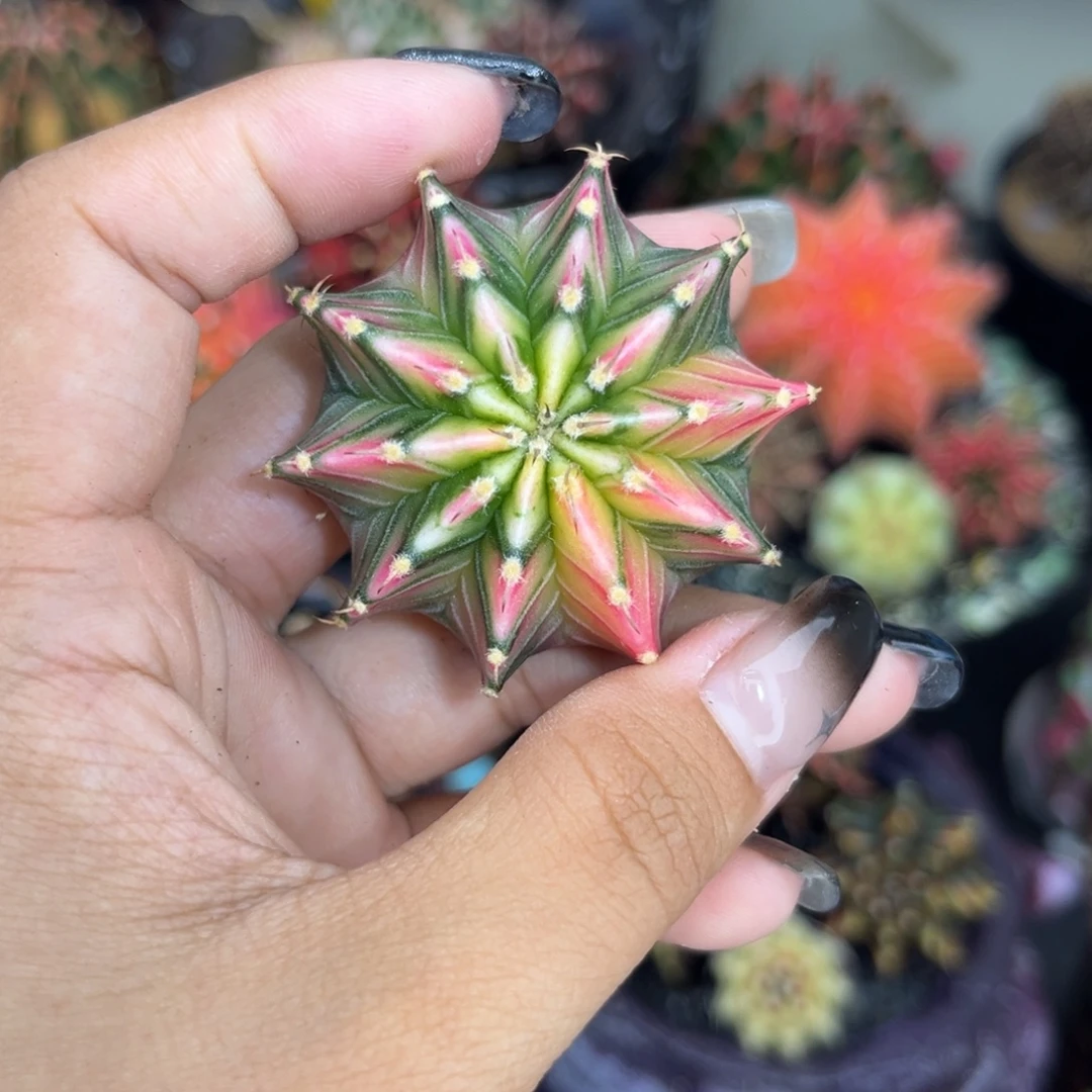 泰系肋骨锦    裸根