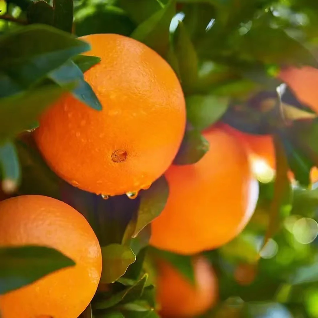 正宗赣南脐橙产地直发