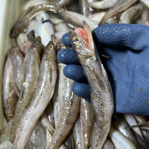 【那哥鱼】5只左右/斤 汕尾本港中乌 肉嫩鲜甜煮汤  5斤顺丰包邮