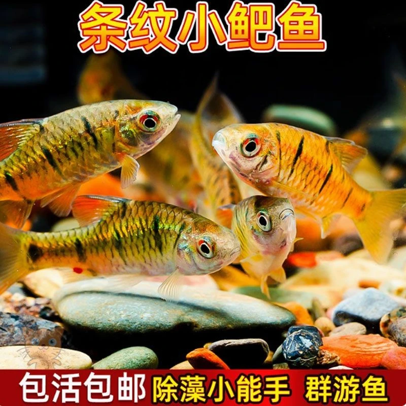冷水观赏鱼条纹小鲃耐寒耐活无需打氧可清洁除藻的淡水鱼