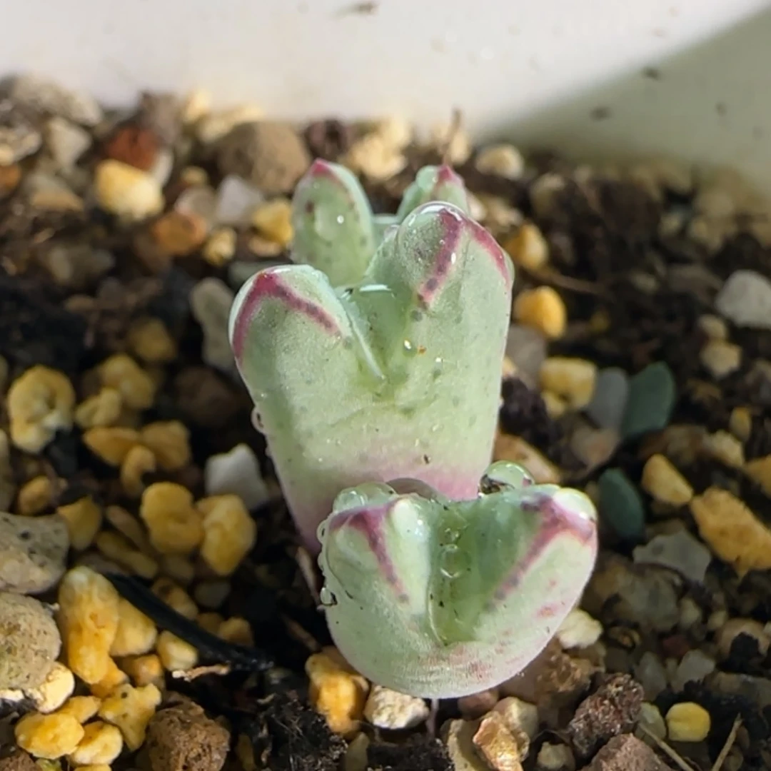 【闪购商品】19034猪蹄宽纹985
