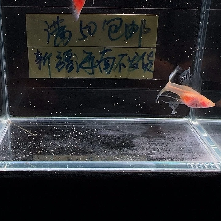 孔雀鱼火烧云孔雀