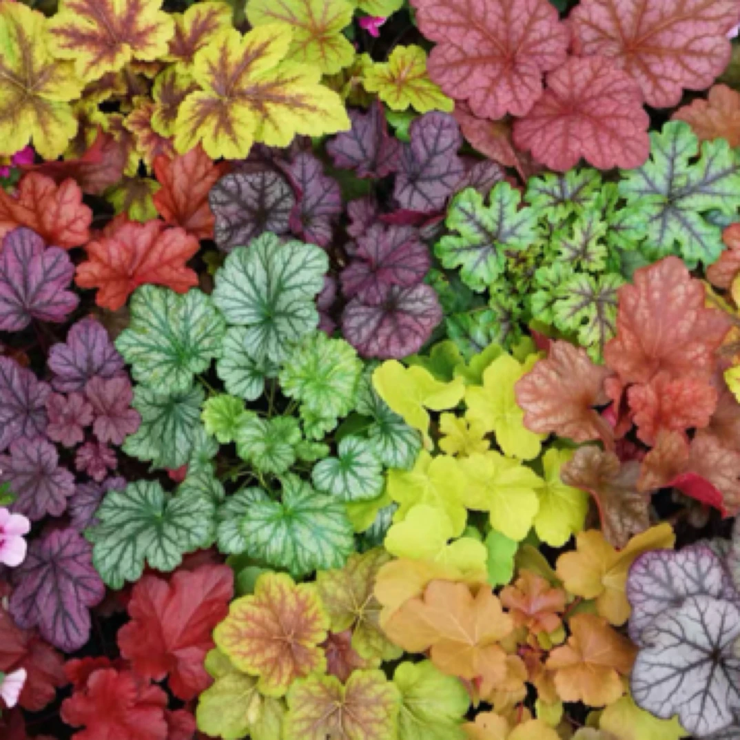 【七颗七色彩叶矾根】110口径盆四季常青耐阴耐热耐寒盆栽地栽绿植