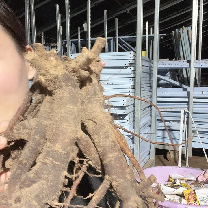 当前无花栽培后可以开花老忠诚