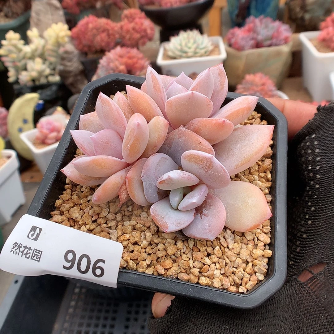 906奶茶多肉植物666