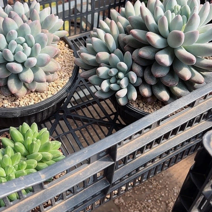 不知名美人系杂群生多肉