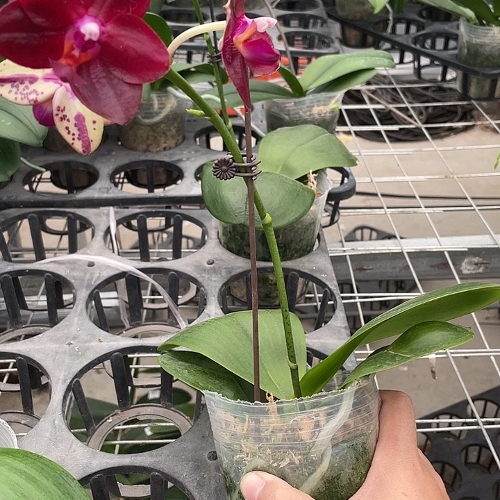 L***y完全开放弥陀国王3.5寸 微瑕疵