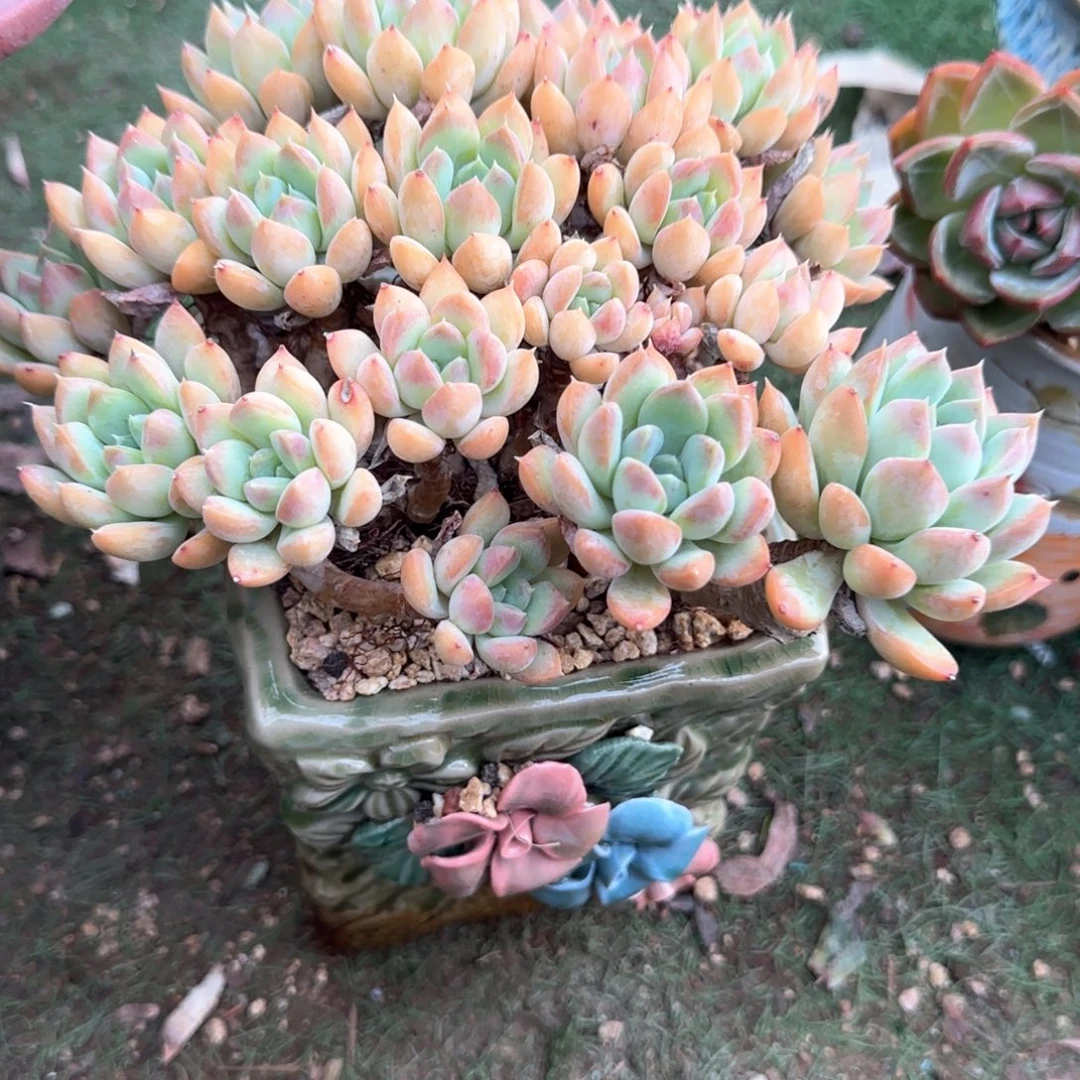 多肉植物多肉植物