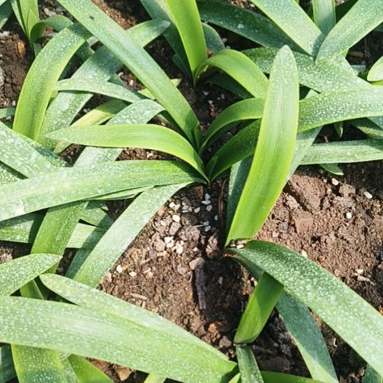 完全开放凤凰之舞2+双胞胎