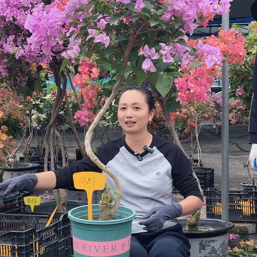 惢***哥大部分花苞少量开放H41巴西紫