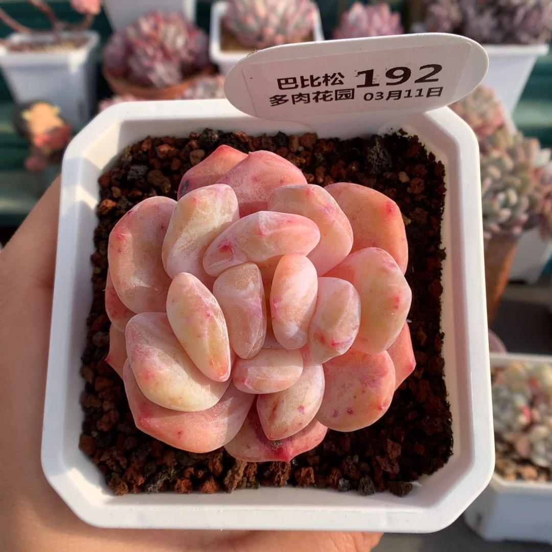 192黄锦梦露石化多肉植物