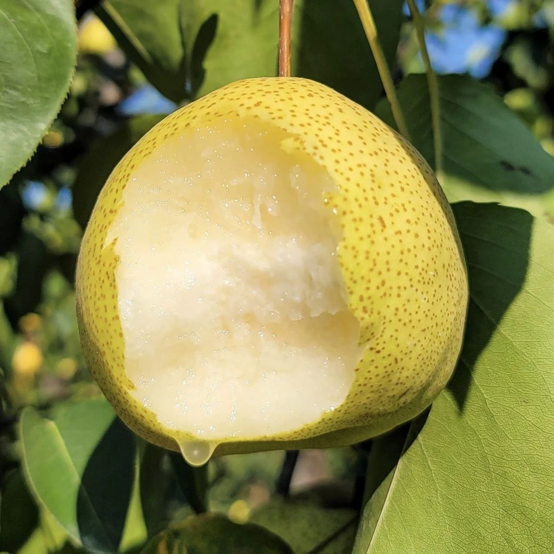 精选4斤正宗砀山酥梨脆甜多汁新鲜梨子