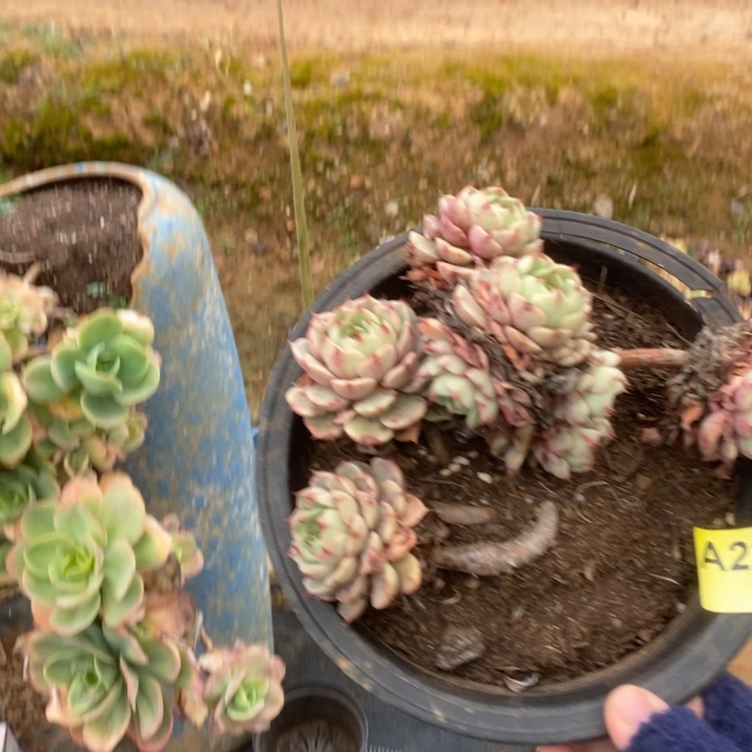 227笨吧蒂斯一物一拍