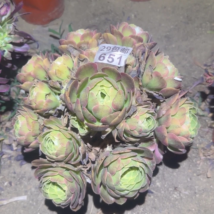 奶白，不包断枝……