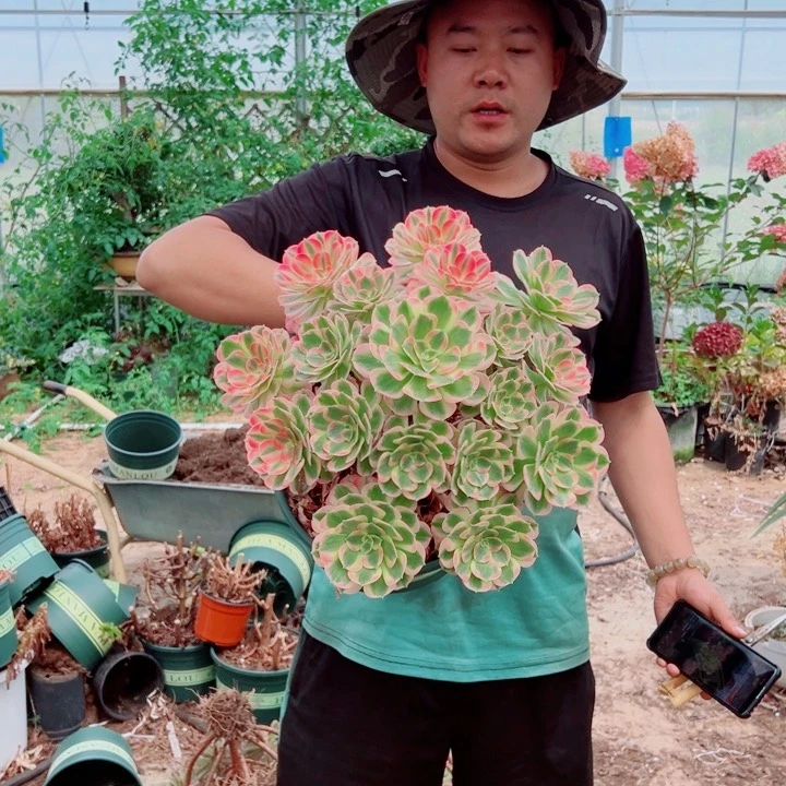 超大颗女郎多肉法师