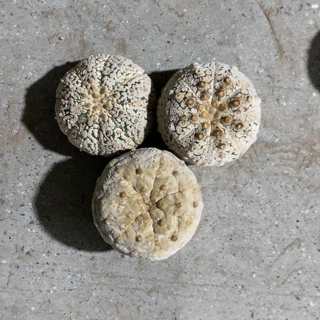 【闪购商品】?*三兜兜兜兜