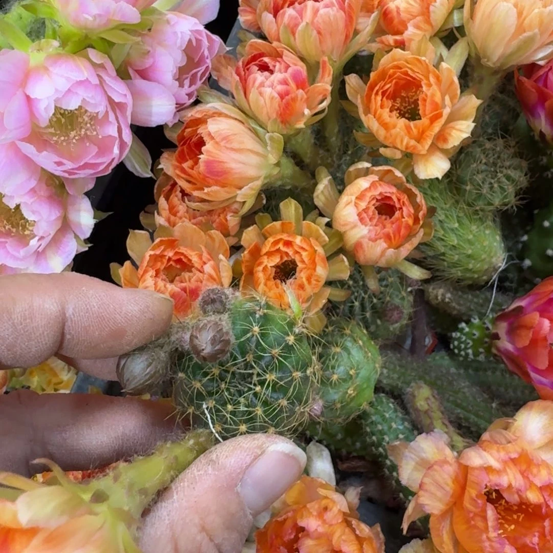 308丽花21歪无根侧牙3公分左右，2包邮