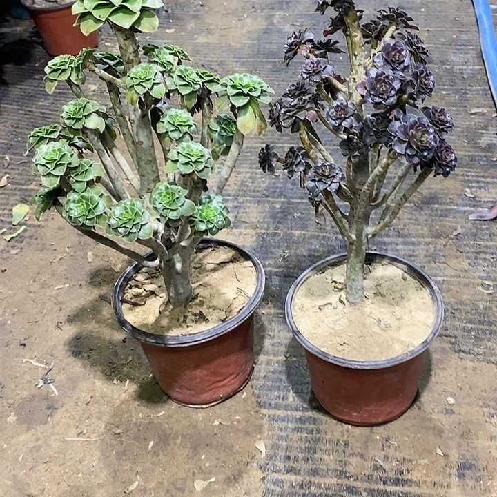 1，2棵1246789990134567