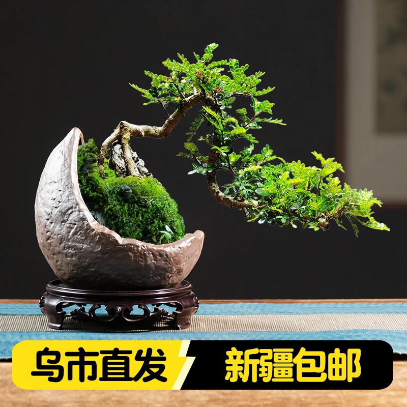 新疆包邮中式紫砂创意个性花盆六月雪福建茶小老桩绿植盆桌面摆件