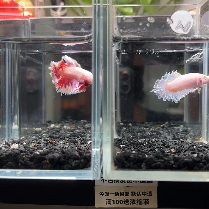 斗鱼竞拍跑单拉黑24日141+54