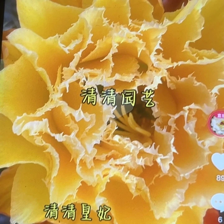 清清皇妃侧牙瑕疵有黑点