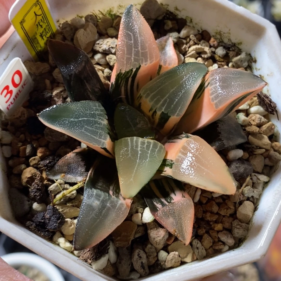 30和田玉克一物一图