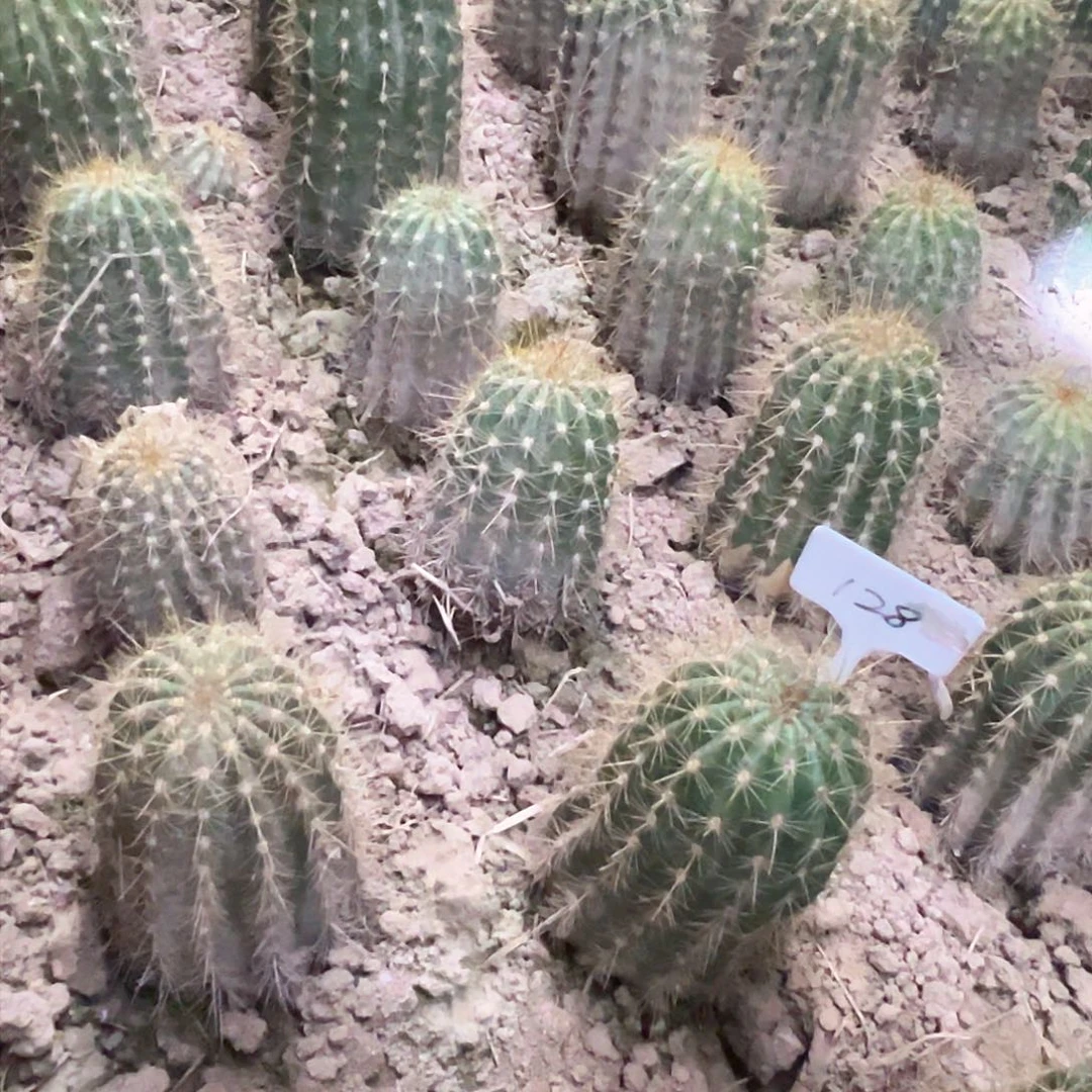 蓝*?毛花柱柠檬心a48 128