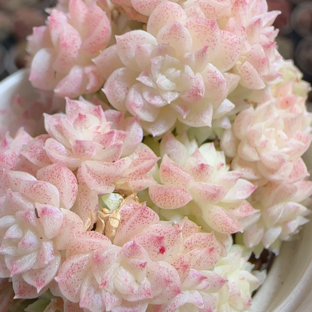 花语多肉0101-45散