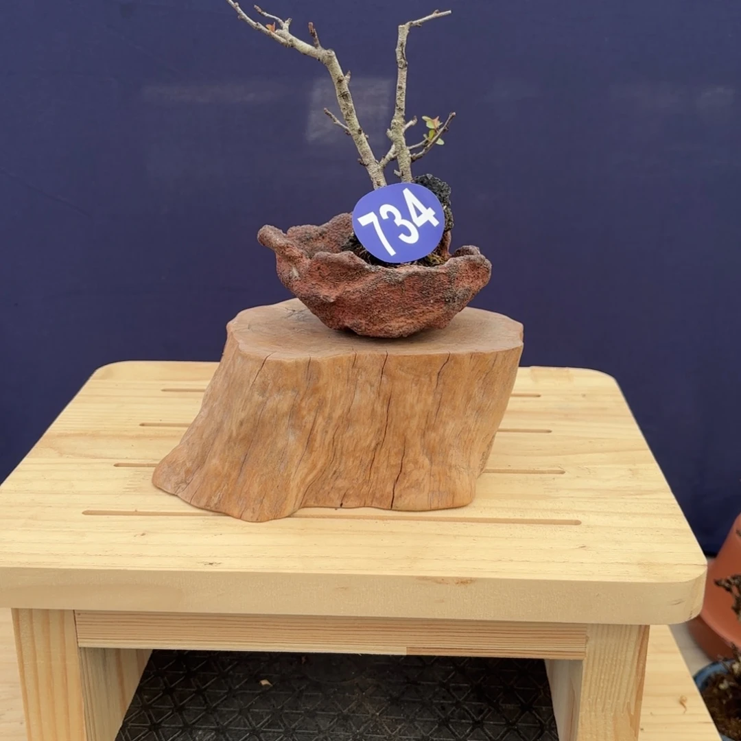 七****全场盆景734号包邮到家