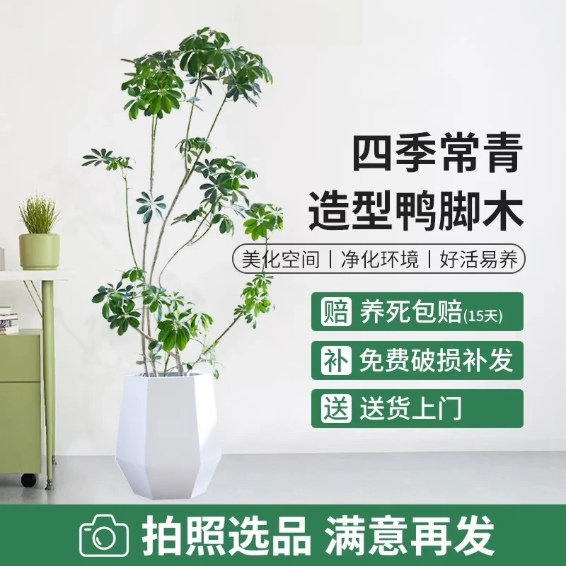 【鸭脚木】一物一拍 源头基地直发 造型款好养易活 顺丰包邮