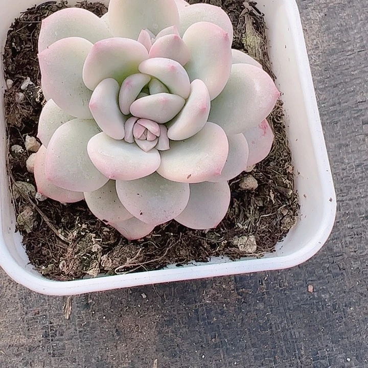 昵***脑多肉植物多肉植物