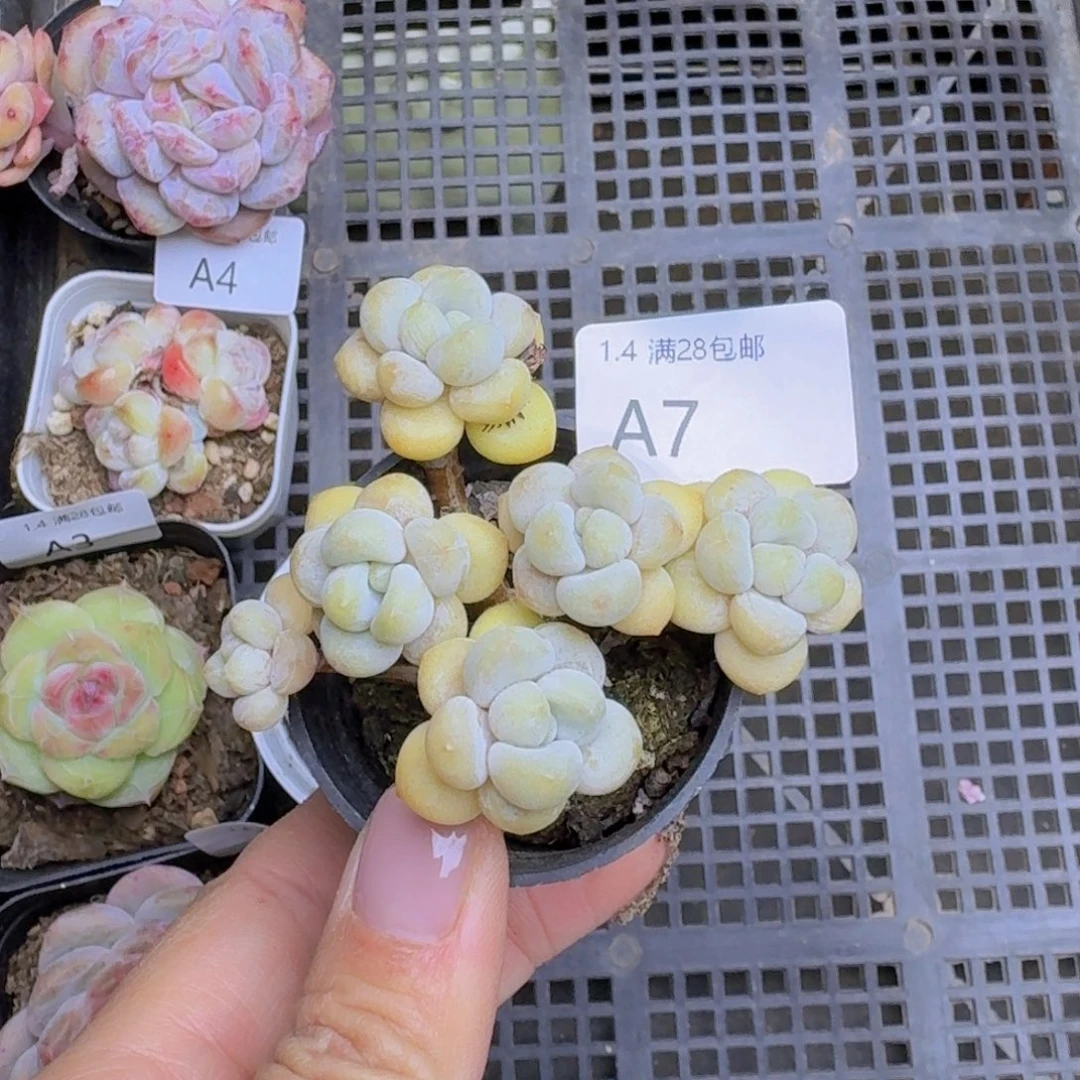 泡泡糖一颗老桩带盆发