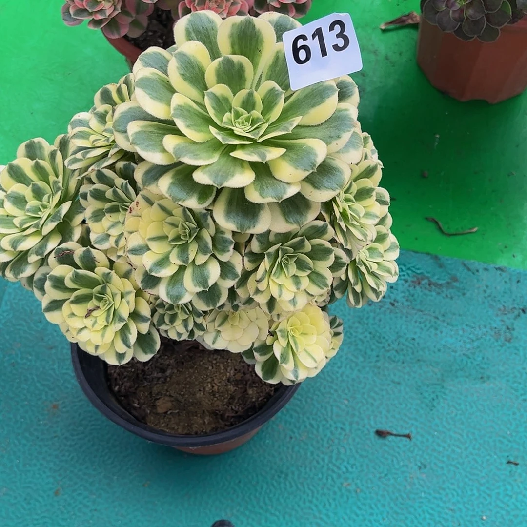 多肉迈巴赫妖庄000613无售后