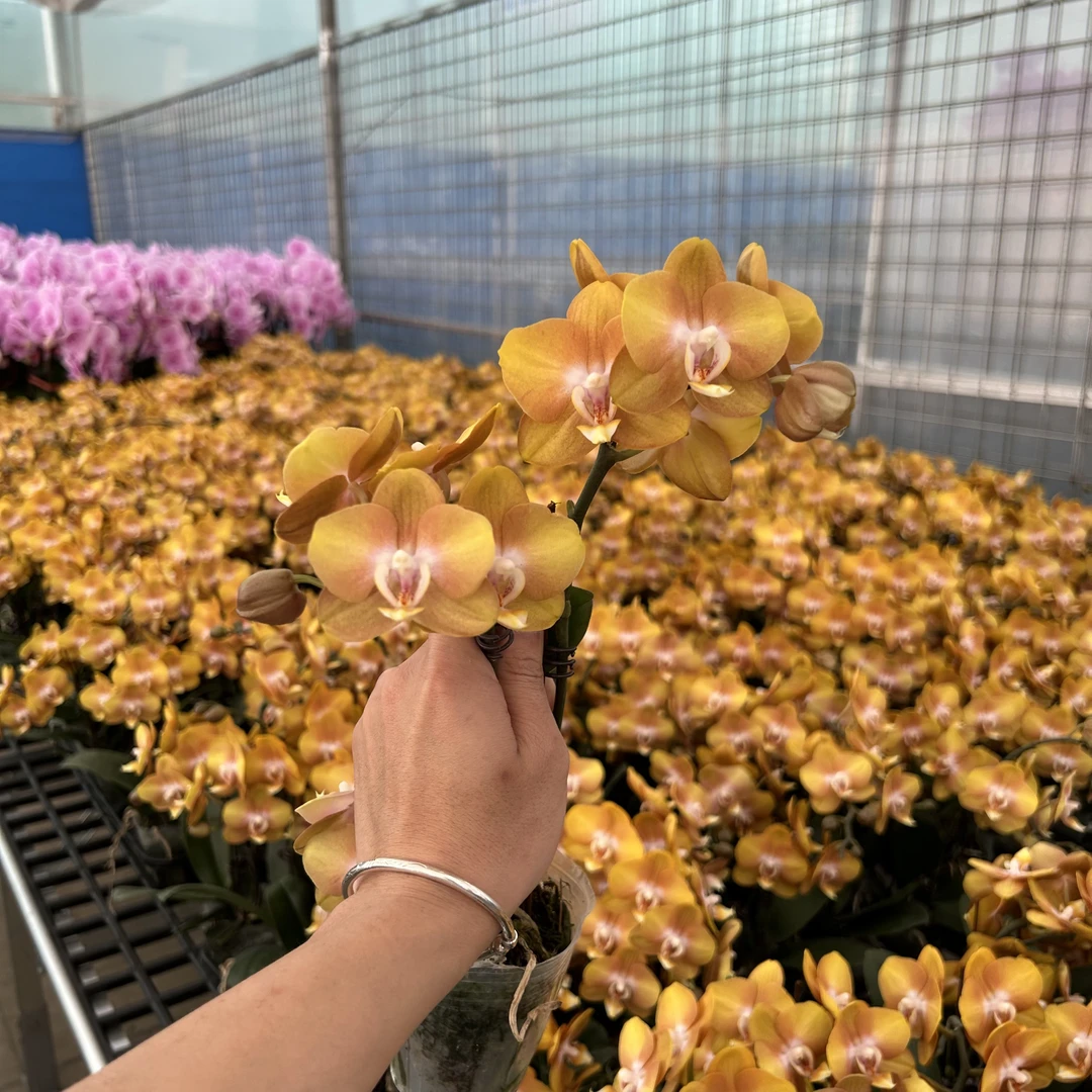 【拉斯维加斯】蝴蝶兰3花组盆