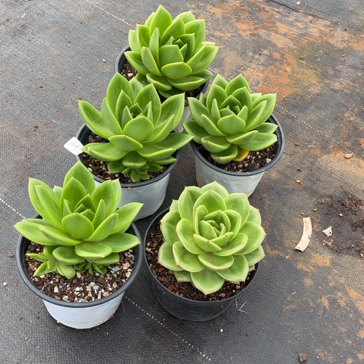 龍****我翠花一物一拍多肉