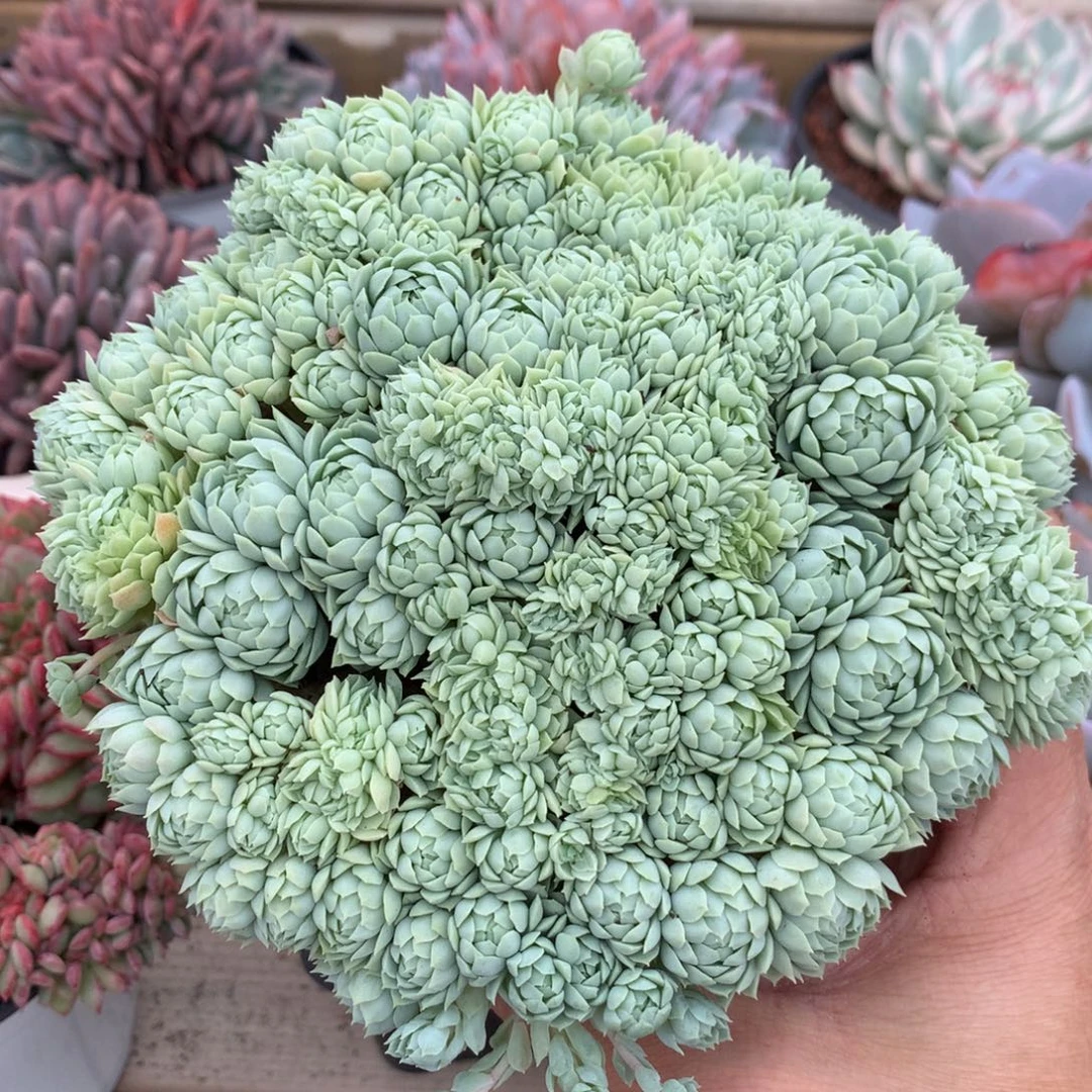 6500羊脂球缀化满天星一颗16厘米